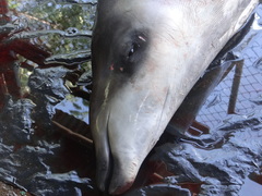Mesoplodon peruvianus