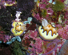 Goniobranchus coi
