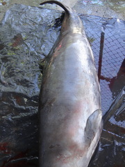 Mesoplodon peruvianus