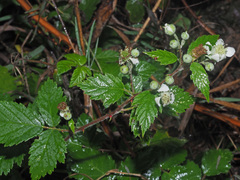 Rubus elatior
