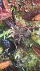 Trochosa terricola