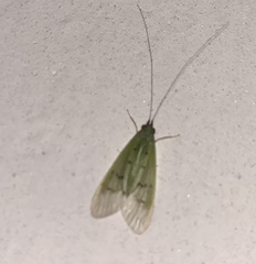 Macronematinae