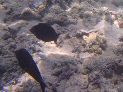 Acanthuridae