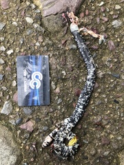 Amphisbaena fuliginosa