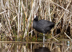 Fulica cristata