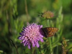Melitaea parthenoides