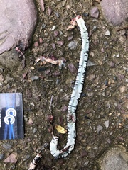 Amphisbaena fuliginosa