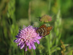 Melitaea parthenoides