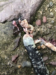 Amphisbaena fuliginosa