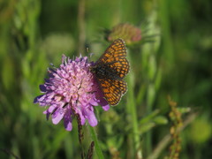 Melitaea parthenoides