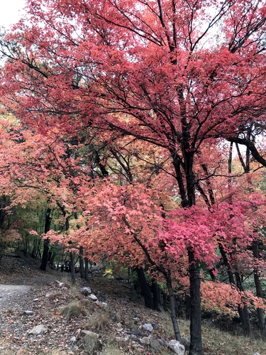 Acer grandidentatum