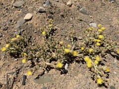 Mesembryanthemum inachabense