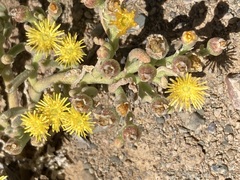 Mesembryanthemum inachabense