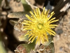 Mesembryanthemum inachabense