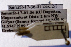 Lasiacantha gracilis