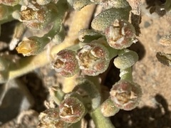 Mesembryanthemum inachabense