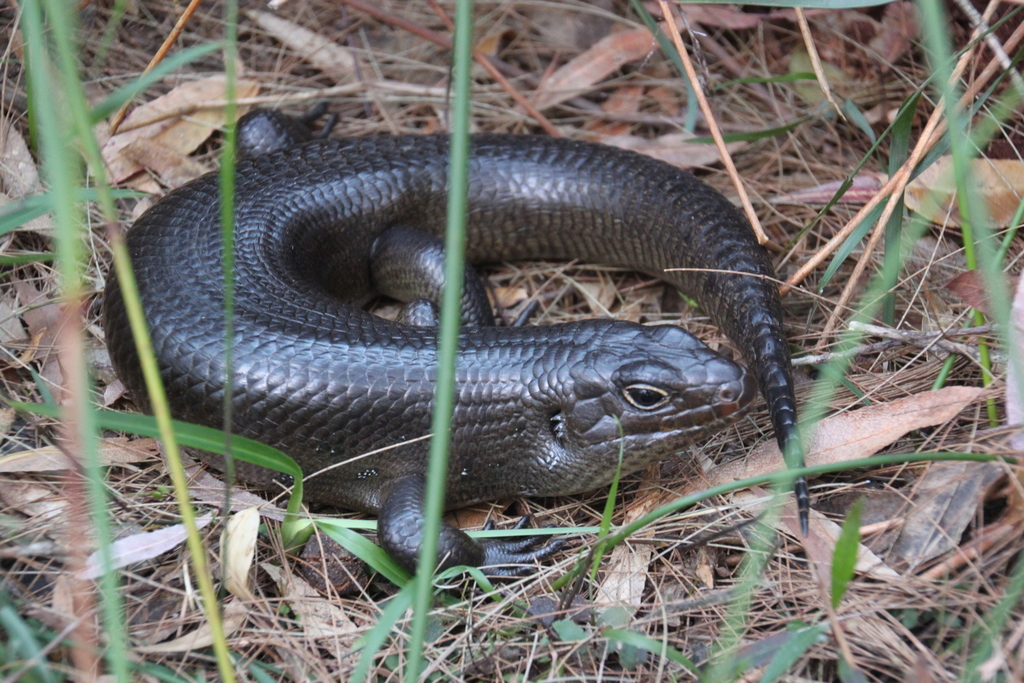 Land Mullet