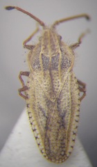 Lasiacantha gracilis