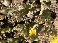 Mesembryanthemum inachabense