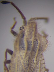 Lasiacantha gracilis