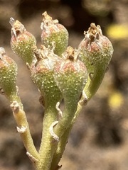 Mesembryanthemum inachabense