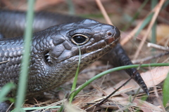 Land Mullet photo 3