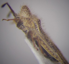 Lasiacantha gracilis