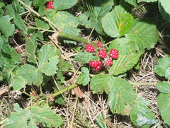 Rubus fruticosus