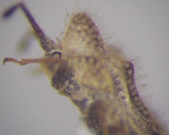 Lasiacantha gracilis