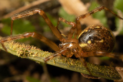 Theridion zantholabio