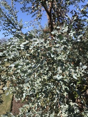 Eucalyptus gunnii