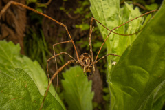 Forsteropsalis pureora