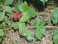 Rubus fruticosus