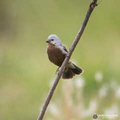 Sporophila melanogaster