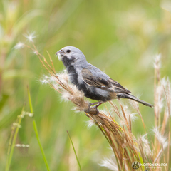 Sporophila melanogaster