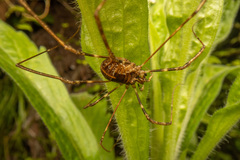 Forsteropsalis pureora