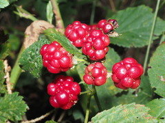 Rubus fruticosus