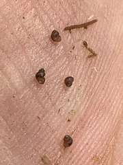 Pyrgulopsis