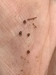 Pyrgulopsis