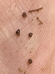 Pyrgulopsis