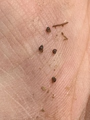 Pyrgulopsis