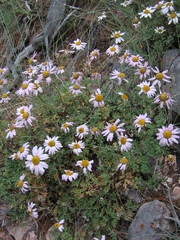 Chrysanthemum sinuatum