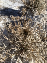 Ivesia kingii eremica