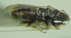 Leptodemus minutus