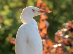 Bubulcus ibis