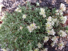 Paronychia argyrocoma