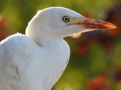 Bubulcus ibis