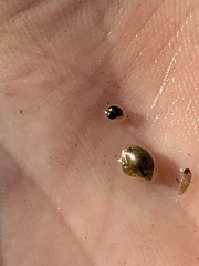 Pyrgulopsis