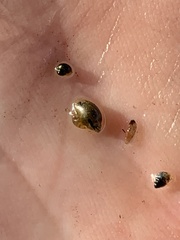 Pyrgulopsis