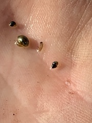 Pyrgulopsis
